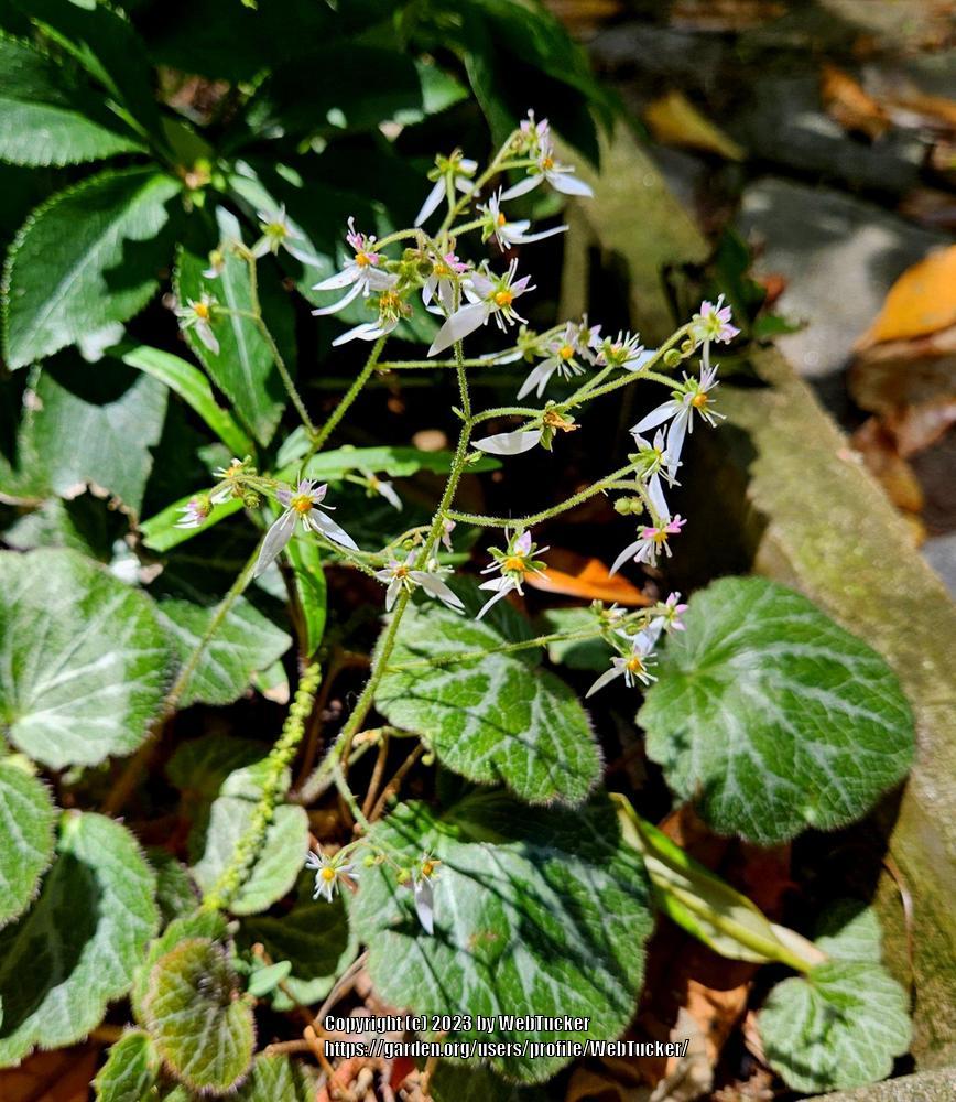 Photo of Strawberry Begonia (Saxifraga stolonifera) uploaded by WebTucker
