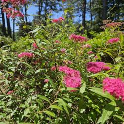 Location: Southern Pines, NC
Date: May 1, 2023
Japanese Spiraea # 434; RAB p. 555, 97-15-3; LHB p. 498, 95-1-14;