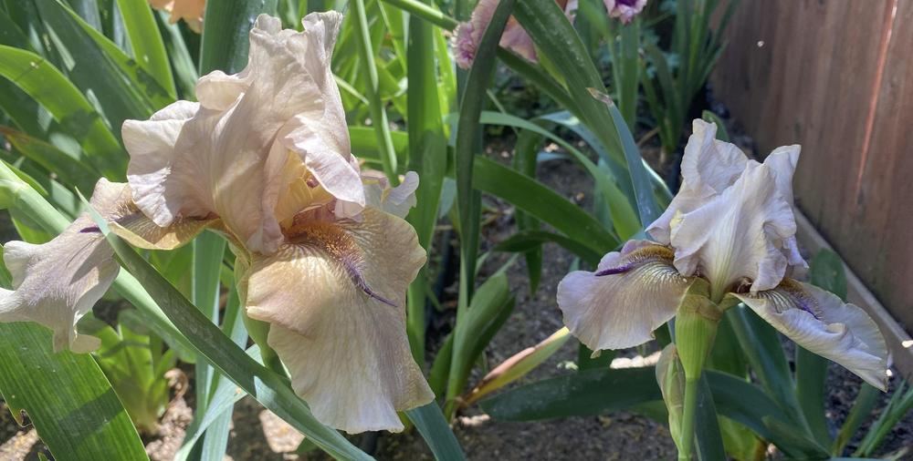 Photo of Tall Bearded Iris (Iris 'Your Karma') uploaded by hiddentreasure