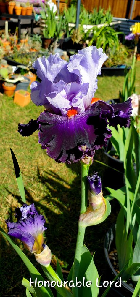 Photo of Tall Bearded Iris (Iris 'Honourable Lord') uploaded by javaMom
