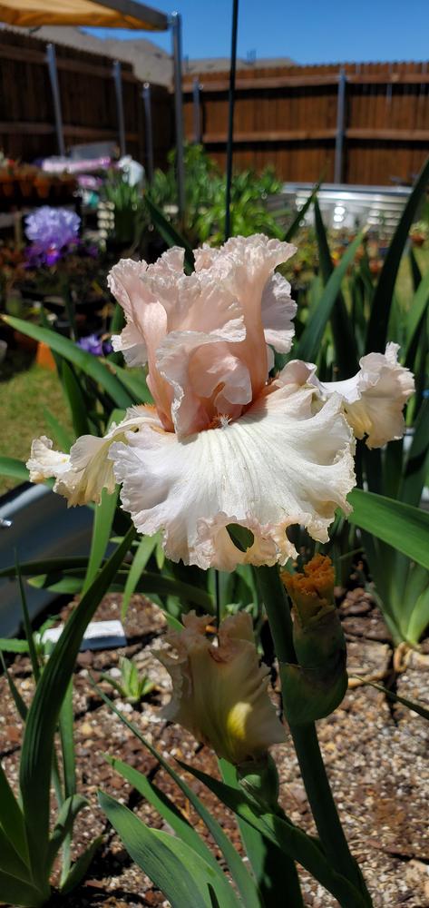 Photo of Tall Bearded Iris (Iris 'Unfailing Love') uploaded by javaMom