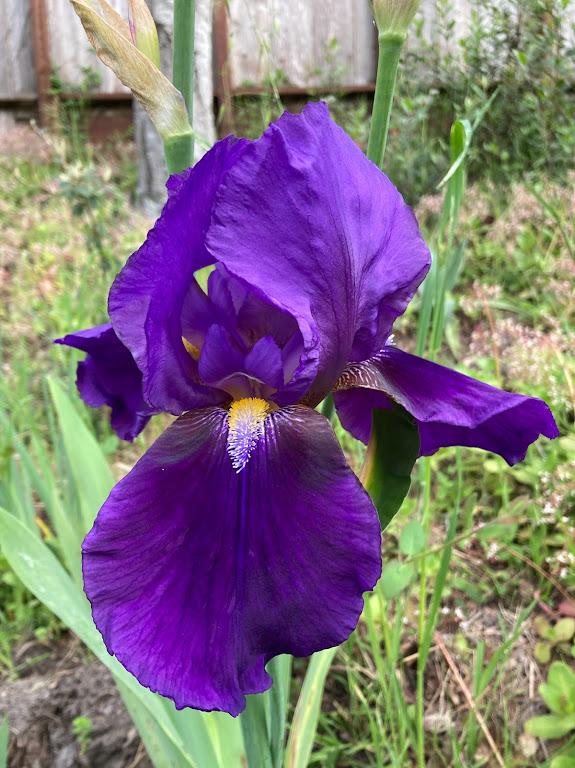 Photo of Tall Bearded Iris (Iris 'William A. Setchell') uploaded by pmpauley