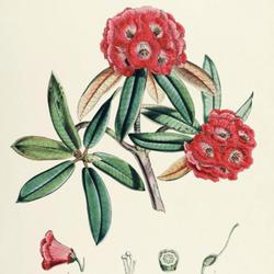 
Date: c. 1849
illustration [as R. lancifolium] by Joseph Dalton Hooker from his