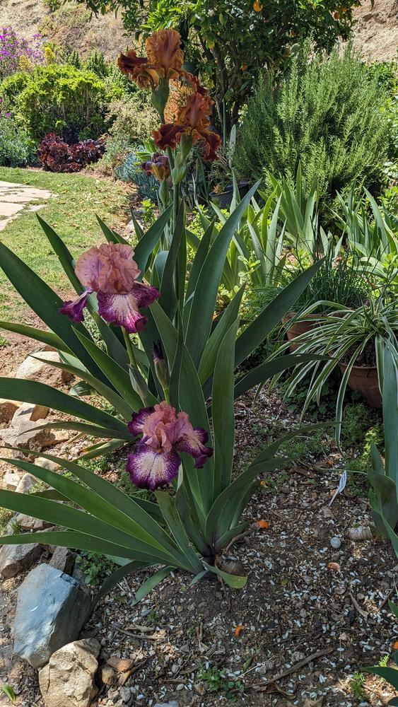 Photo of Tall Bearded Iris (Iris 'Birthday Surprise') uploaded by AlmaCannon