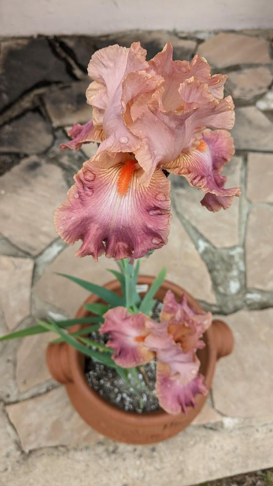 Photo of Tall Bearded Iris (Iris 'Role Model') uploaded by AlmaCannon