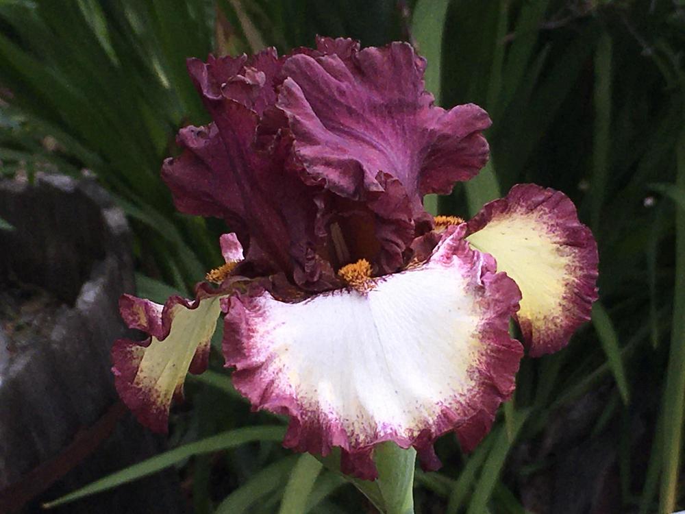 Photo of Tall Bearded Iris (Iris 'Class Ring') uploaded by Neela