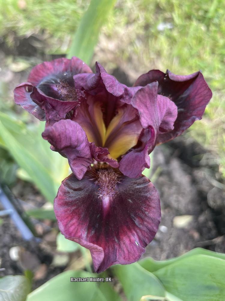 Photo of Standard Dwarf Bearded Iris (Iris 'Nut Ruffles') uploaded by RachaelHunter