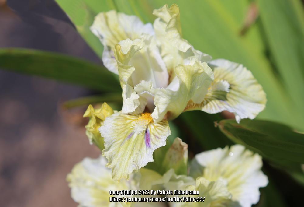 Photo of Standard Dwarf Bearded Iris (Iris 'Terra Verde') uploaded by Valery33