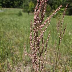 Location: Aberdeen, NC Pages Lake park
Date: May 2, 2023
Sheep's Sorrel (Female flowers) # 428; RAB page 403, 63-2-1; AG p