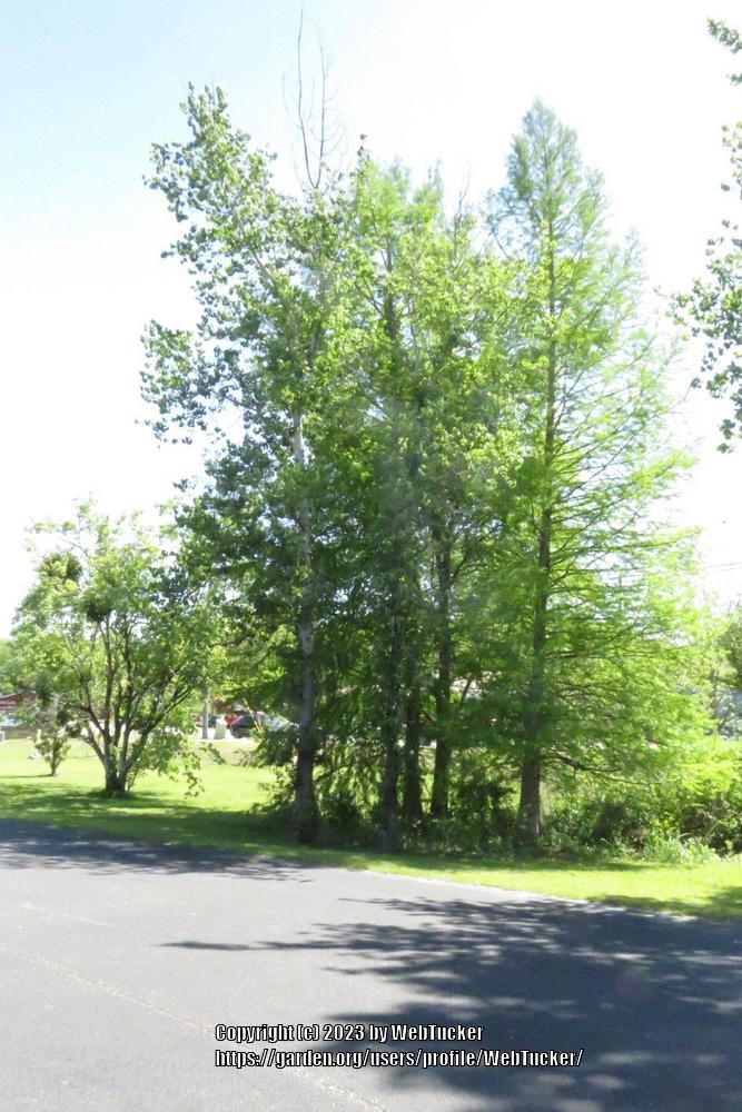 Photo of Swamp Cottonwood (Populus heterophylla) uploaded by WebTucker