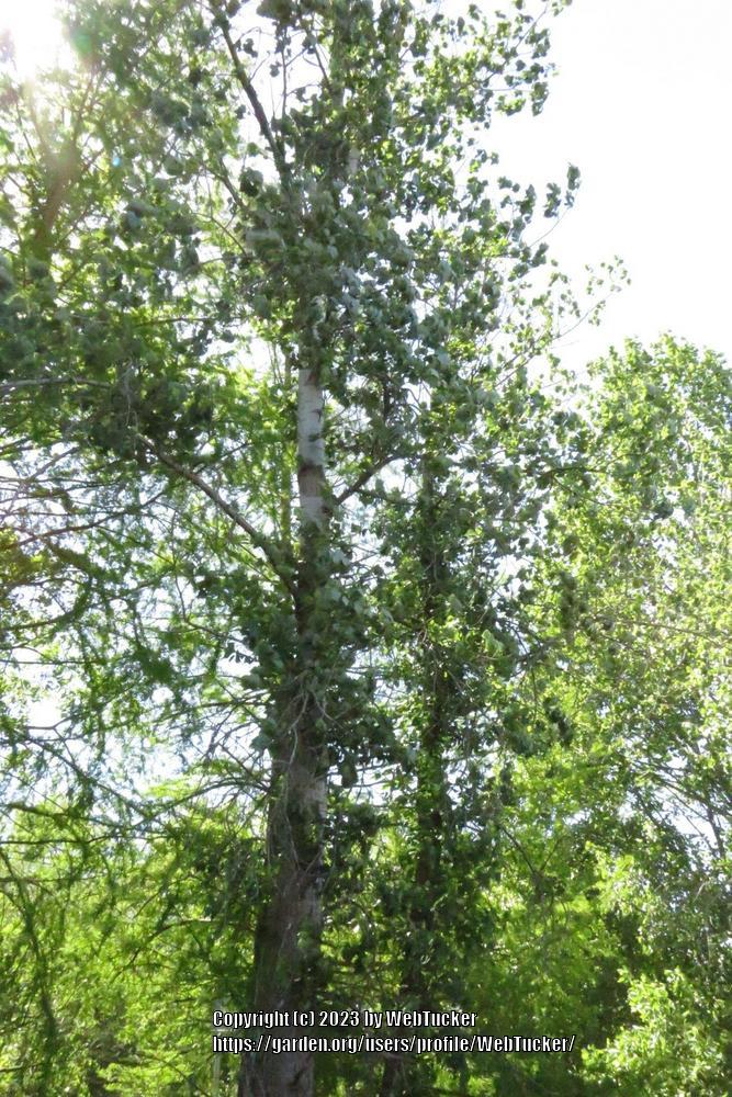 Photo of Swamp Cottonwood (Populus heterophylla) uploaded by WebTucker