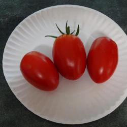 Location: My garden in Bark River, MI
Date: 2022-09-16
Granadero tomatoes