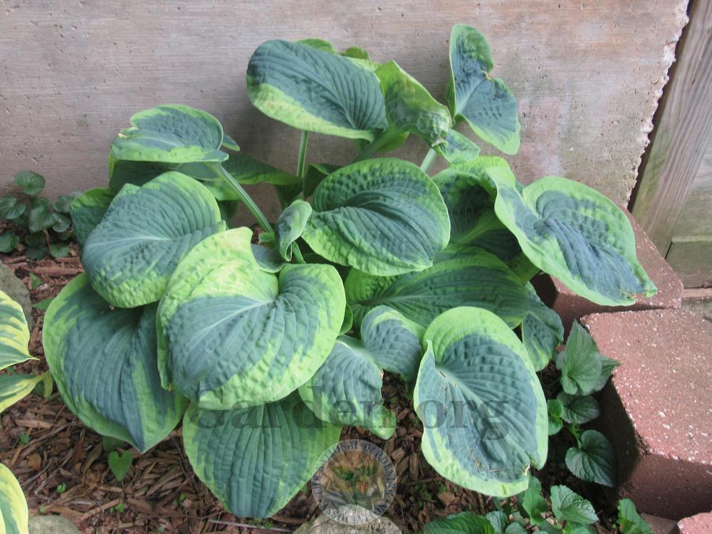 Photo of Hosta 'Frances Williams' uploaded by Frillylily