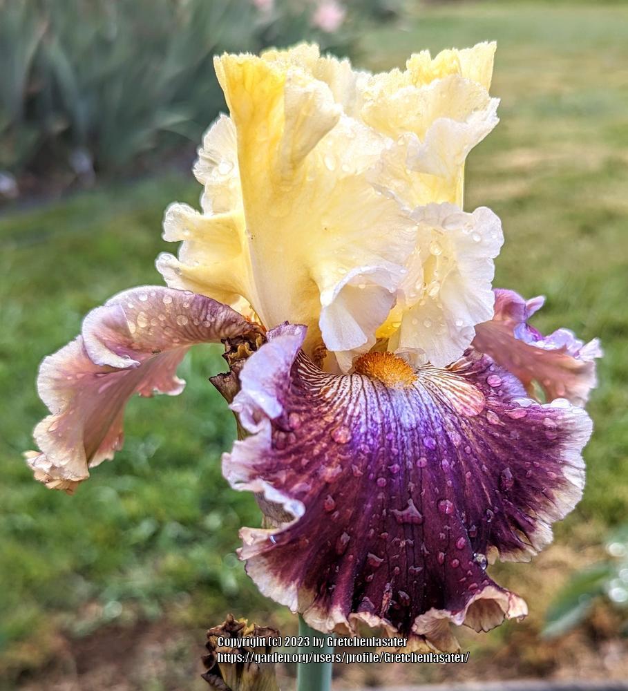 Photo of Tall Bearded Iris (Iris 'Battle of the Bands') uploaded by Gretchenlasater