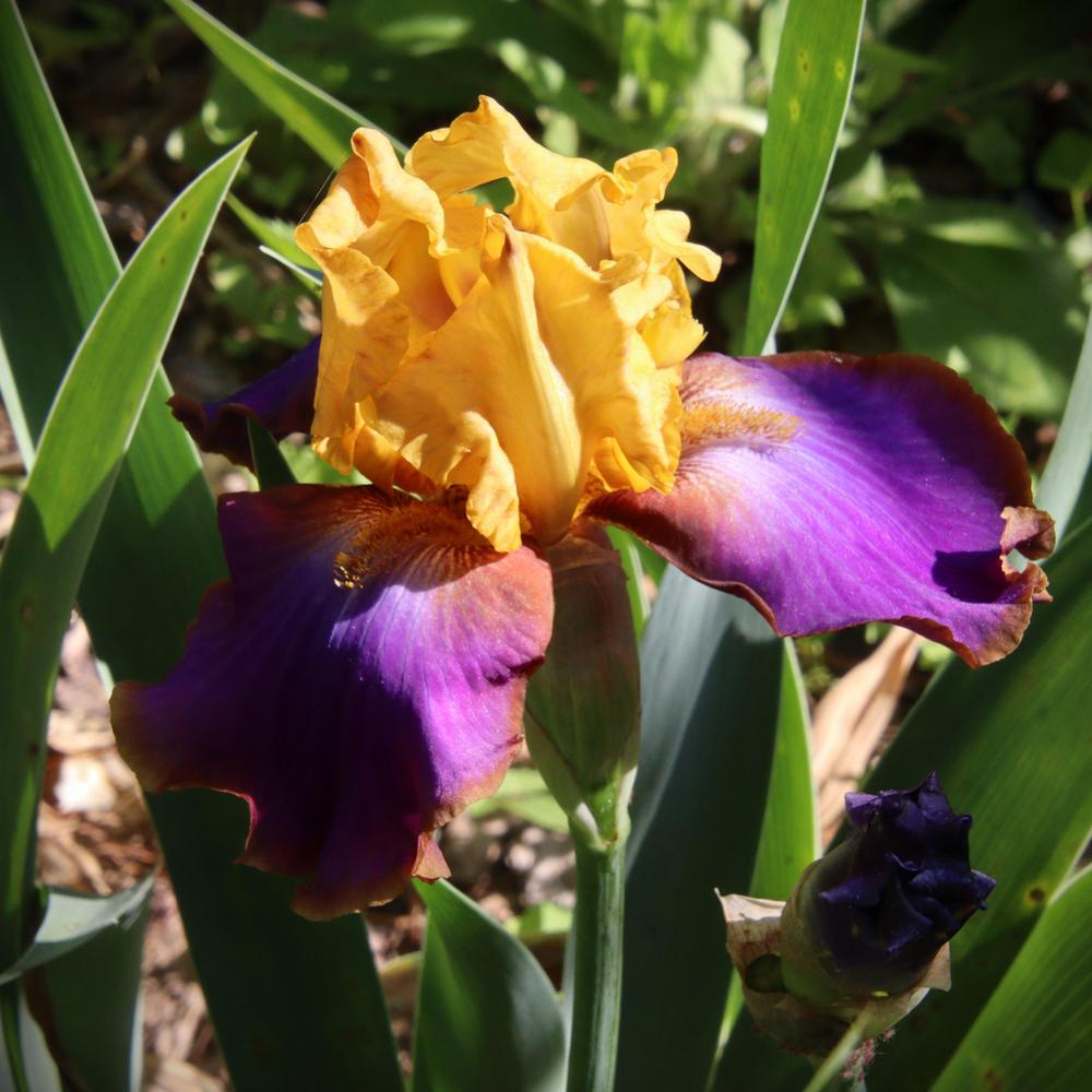 Photo of Tall Bearded Iris (Iris 'Crooked Little Smile') uploaded by LoriMT