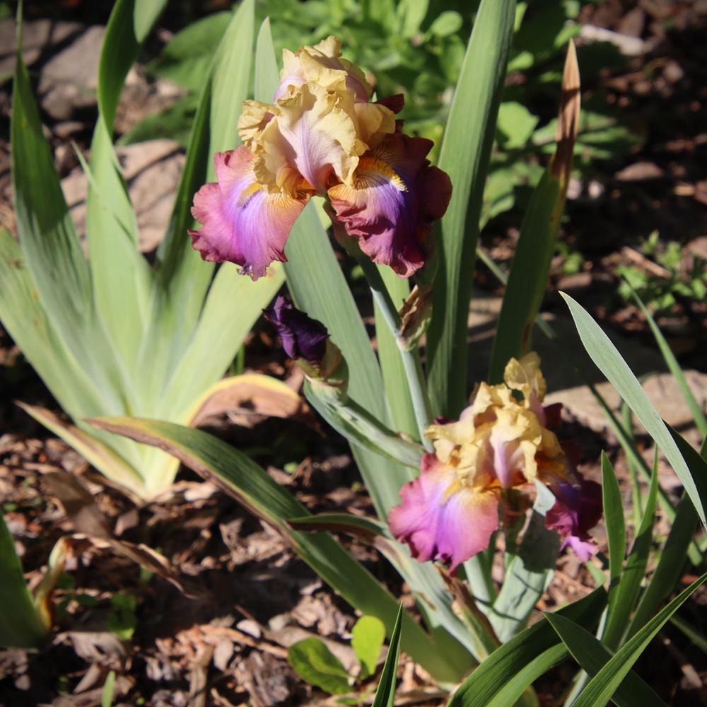 Photo of Tall Bearded Iris (Iris 'Trillion') uploaded by LoriMT