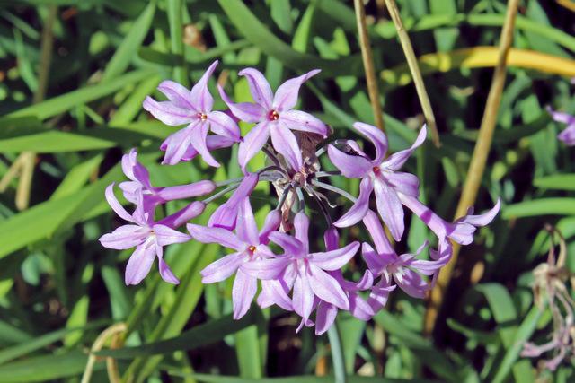 Photo of Society Garlic (Tulbaghia violacea) uploaded by RuuddeBlock