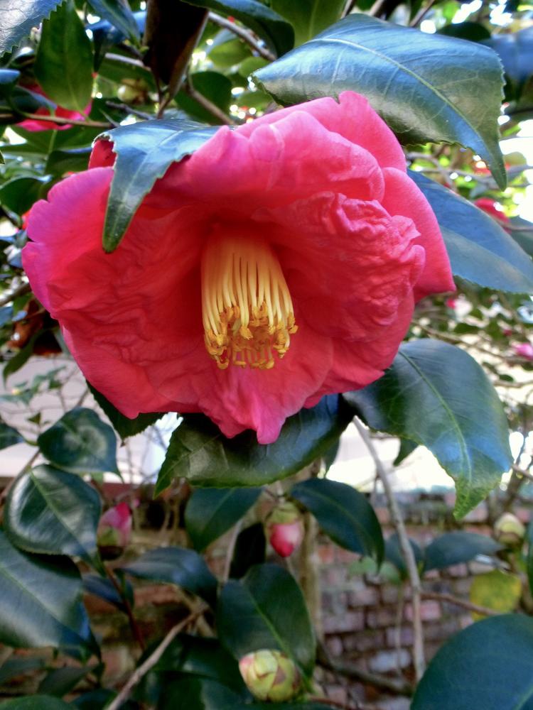 Photo of Japanese Camellia (Camellia japonica 'Akashigata') uploaded by scvirginia