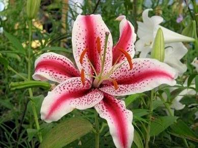 Photo of Oriental Lily (Lilium 'Dizzy') uploaded by scvirginia