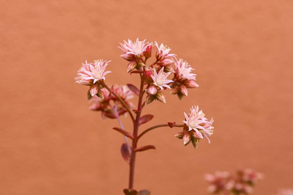Photo of Pinwheel Aeonium (Aeonium haworthii) uploaded by Baja_Costero
