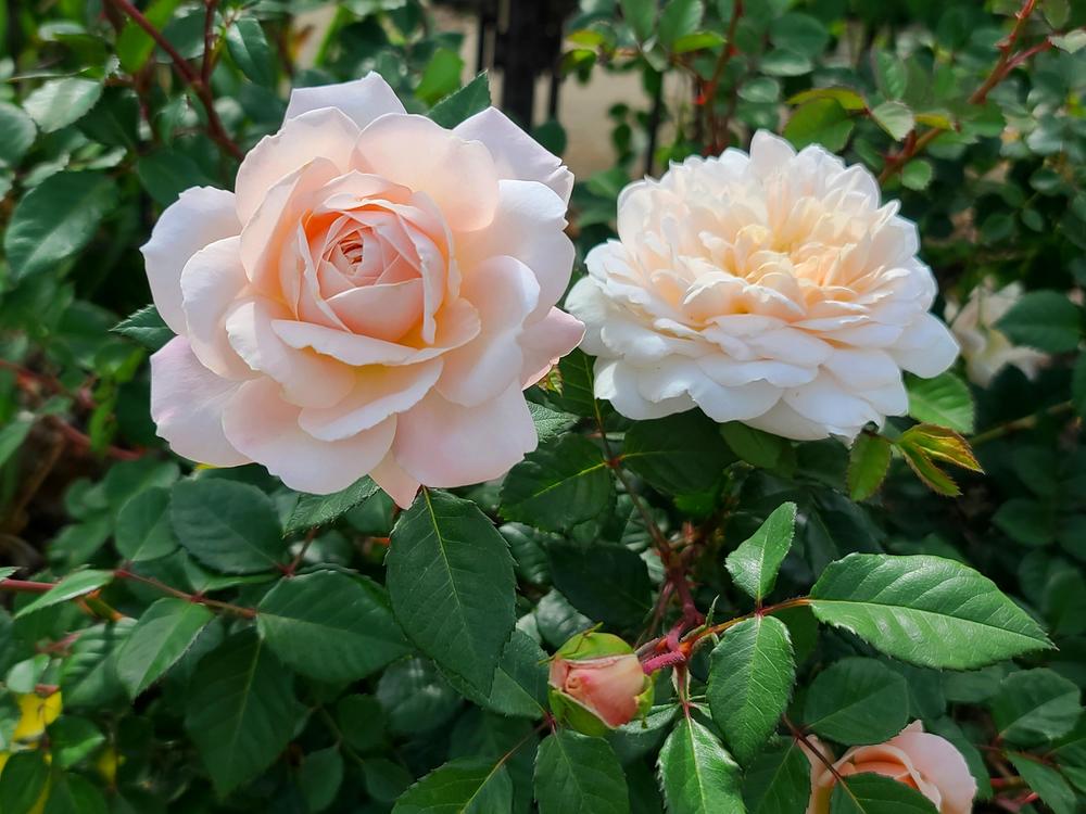 Photo of Rose (Rosa 'Crocus Rose') uploaded by BrookeCarrollGant