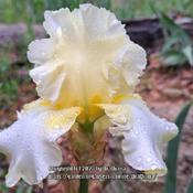 First TB iris bloom for me this year.