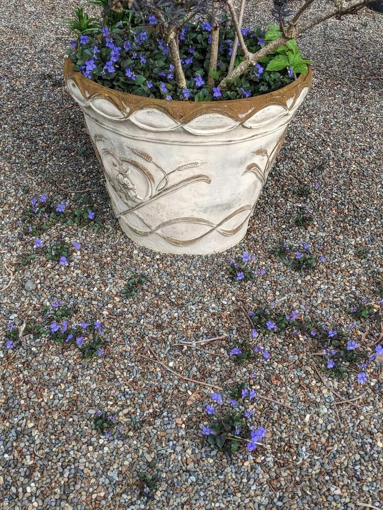 Photo of Common Blue Violet (Viola sororia) uploaded by Joy