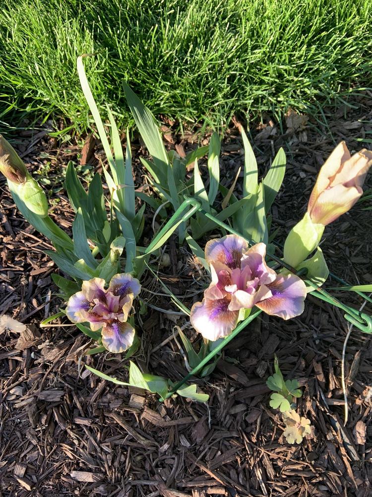 Photo of Standard Dwarf Bearded Iris (Iris 'Guise') uploaded by Jultrvl