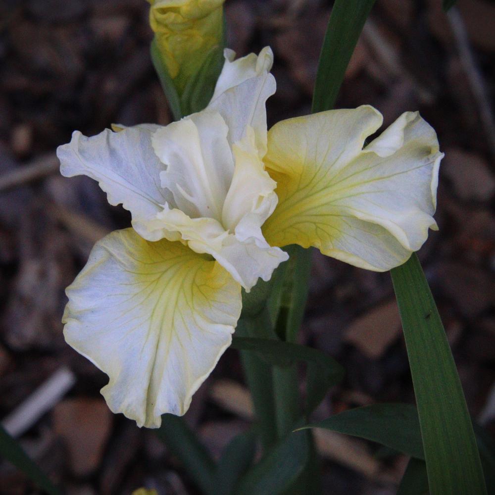 Photo of Siberian Iris (Iris 'Isabelle') uploaded by LoriMT