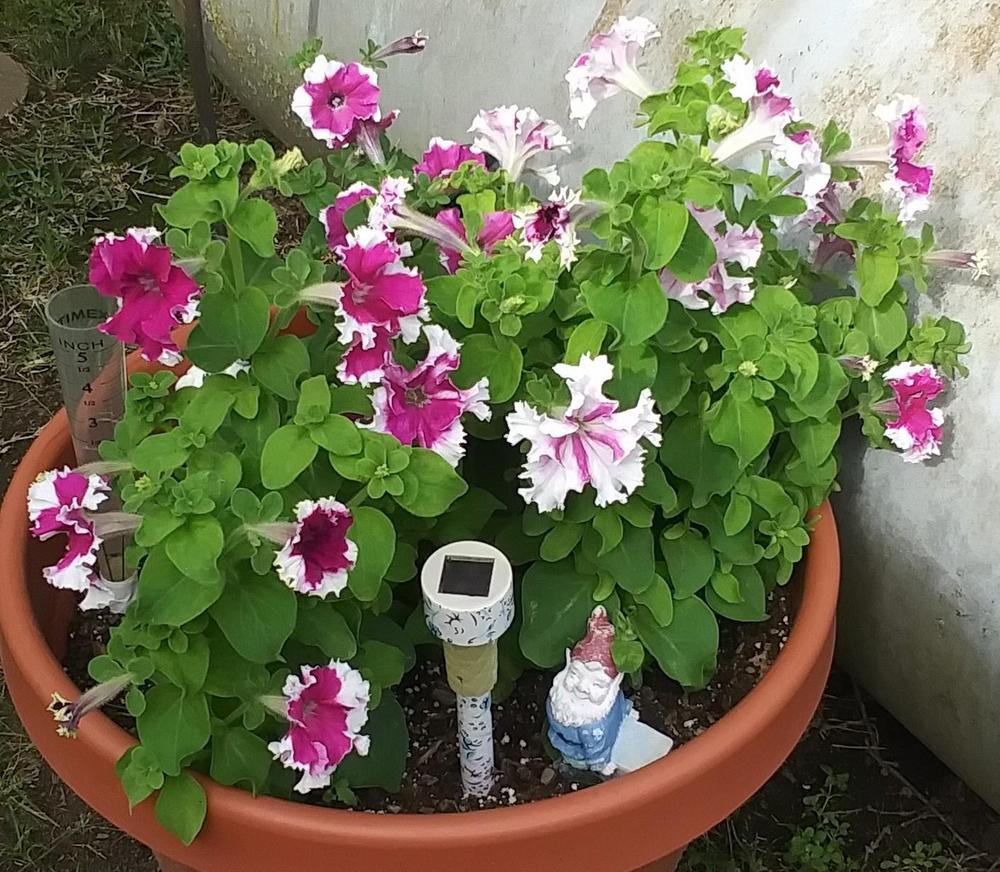 Photo of Petunia 'Greetings from Jaromere' uploaded by TomatoNut95