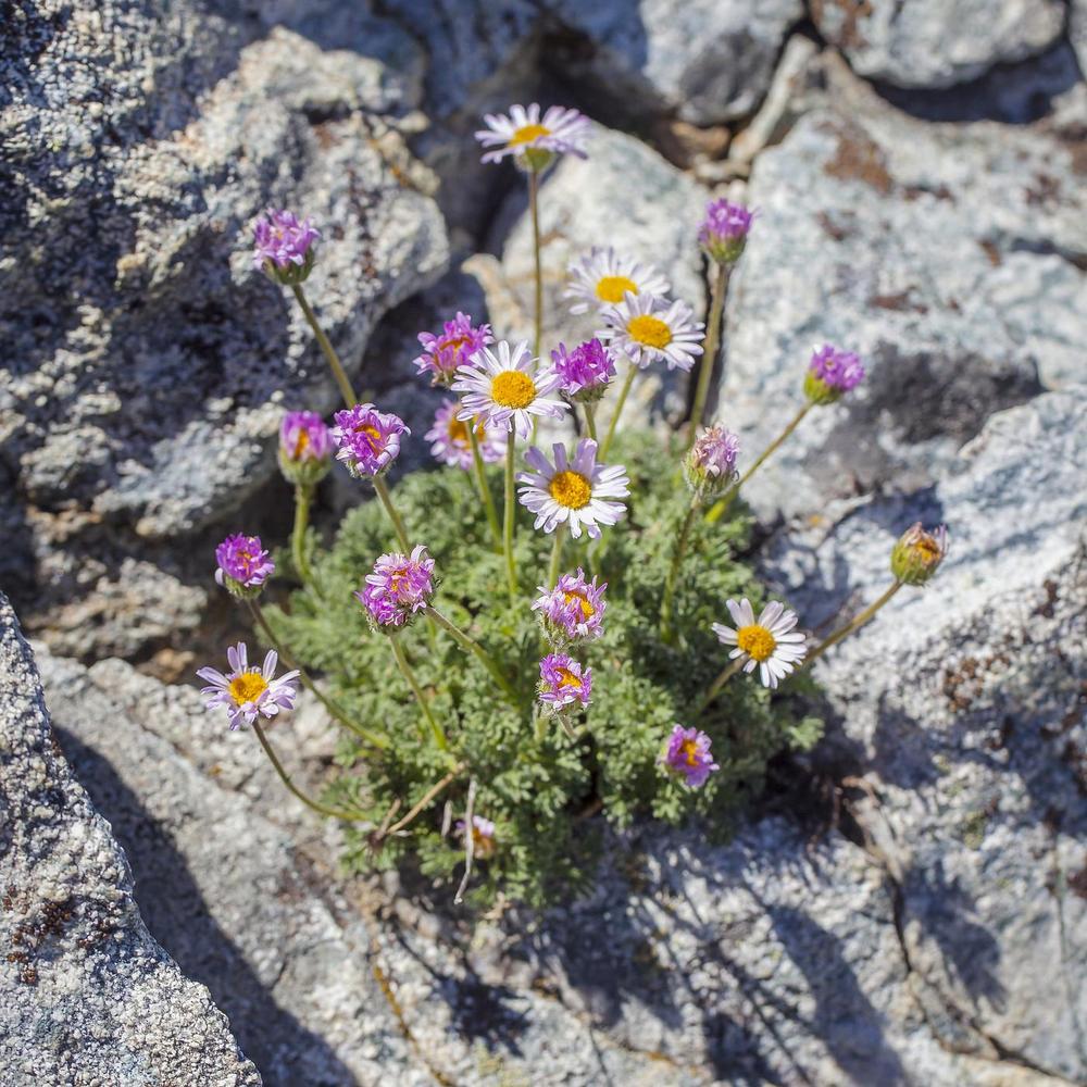 Photo of Cutleaf Daisy (Erigeron compositus) uploaded by scvirginia