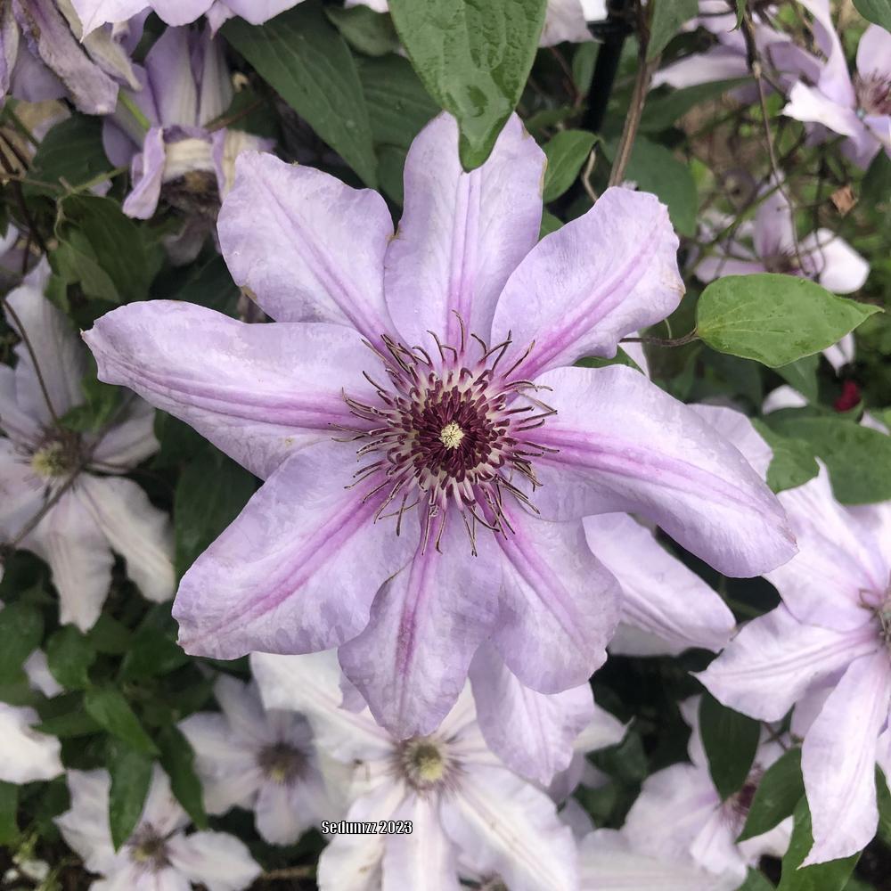 Photo of Clematis 'Nelly Moser' uploaded by sedumzz