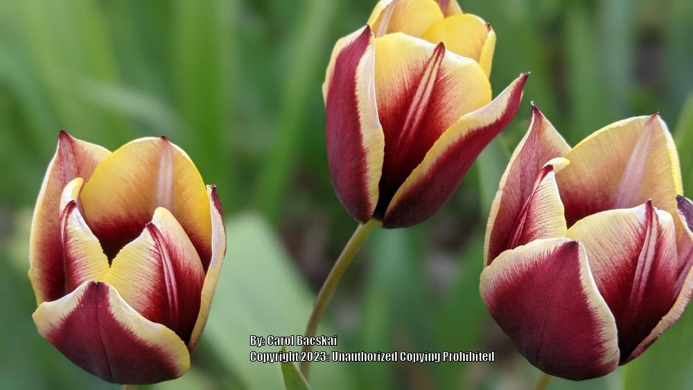 Photo of Triumph Tulip (Tulipa 'Gavota') uploaded by Artsee1