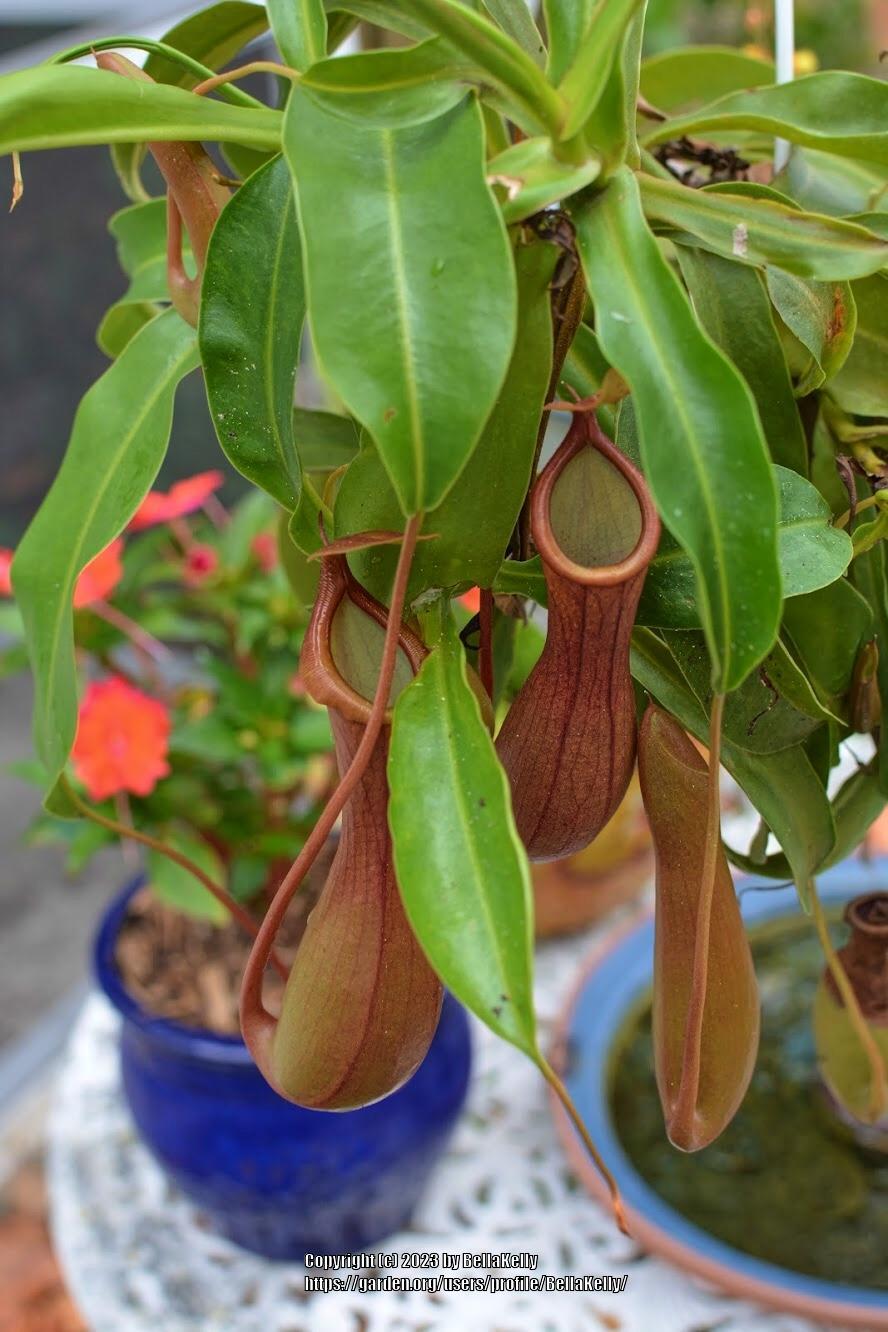 Photo of Pitcher Plant (Nepenthes) uploaded by BellaKelly