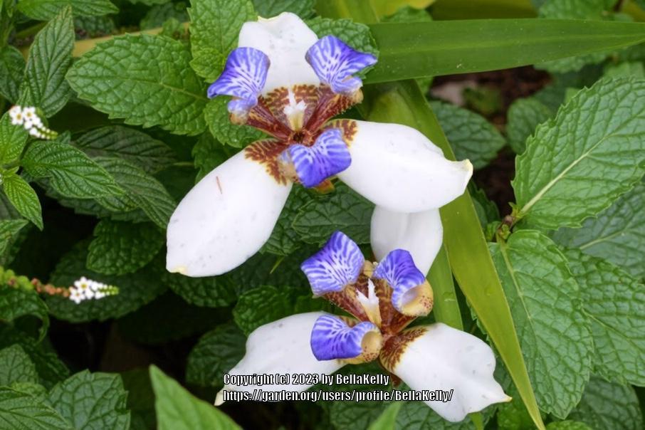 Photo of Walking Iris (Trimezia gracilis) uploaded by BellaKelly