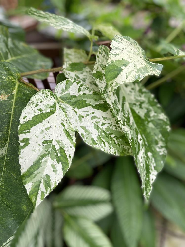 Photo of Variegated Clown Fig (Ficus aspera) uploaded by Calif_Sue