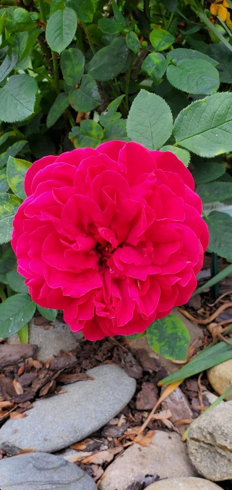 Photo of Rose (Rosa 'L. D. Braithwaite') uploaded by FurryRoseBear