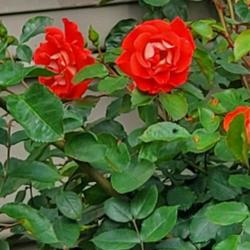 Location: Cary, North Carolina private garden
Date: 2023-04-15
My Hot Tamale rose 2023