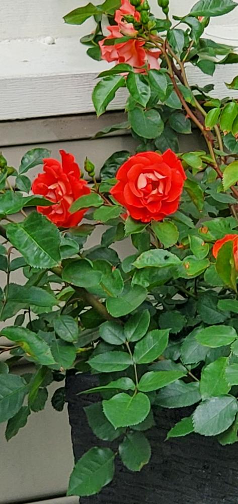 Photo of Rose (Rosa 'Hot Tamale') uploaded by FurryRoseBear
