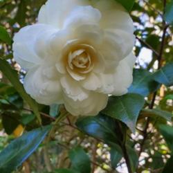 Location: Cary, North Carolina private garden
Date: 2022-03-11
My Camellia japonica Lemon Glow 2023