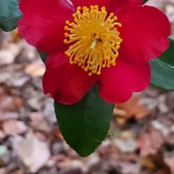 Location: Cary, North Carolina private garden
Date: 2022-10-27
My Camellia Yuletide Fall 2022