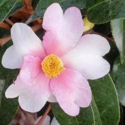 Location: Cary, North Carolina private garden
Date: 2021-12-16
My Camellia Yume, Fall 2022