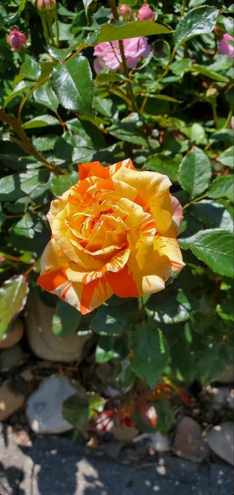 Photo of Rose (Rosa 'Oranges 'n' Lemons') uploaded by FurryRoseBear