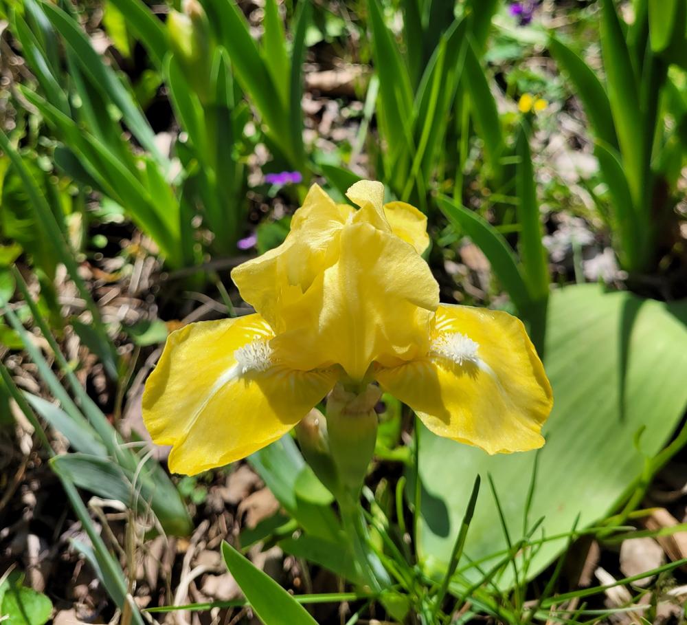 Photo of Standard Dwarf Bearded Iris (Iris 'Sun Sprite') uploaded by Jumper2