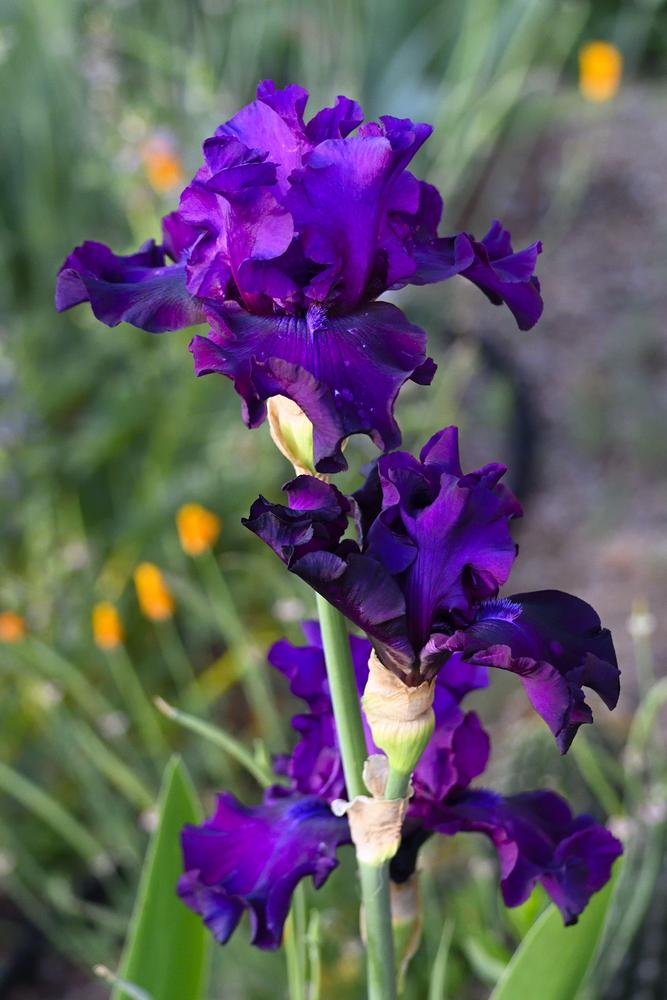 Photo of Tall Bearded Iris (Iris 'Diabolique') uploaded by azcowgirl