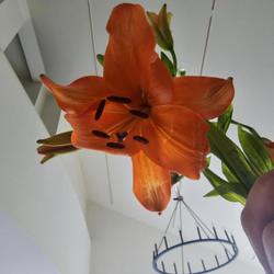 Location: Pennsylvania
Date: 2023-05-05
What type of Lily?