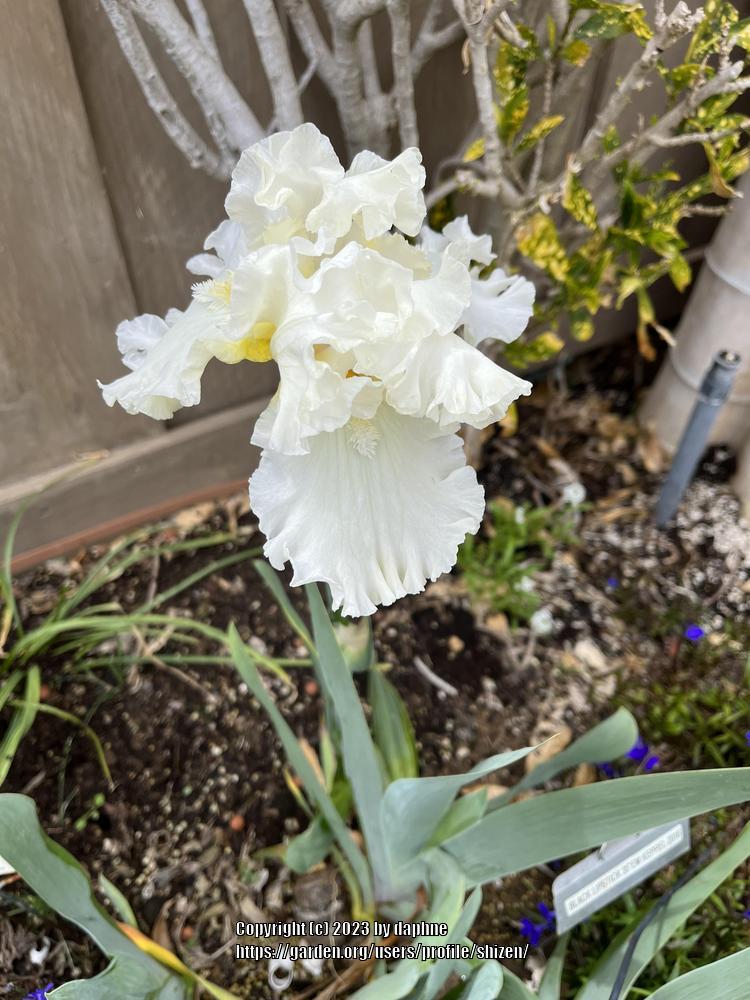 Photo of Tall Bearded Iris (Iris 'Devonshire Cream') uploaded by shizen