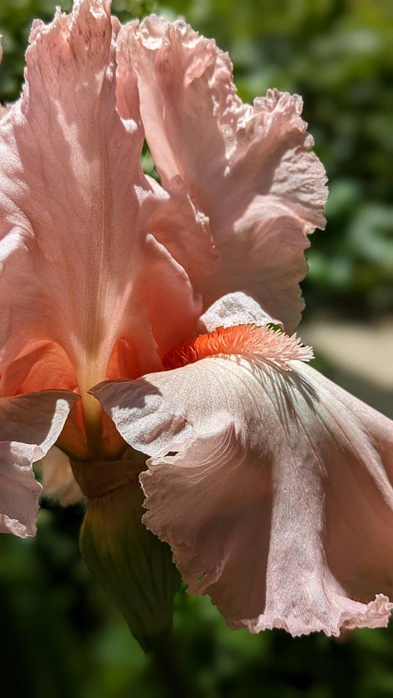 Photo of Tall Bearded Iris (Iris 'Coral Point') uploaded by AlmaCannon