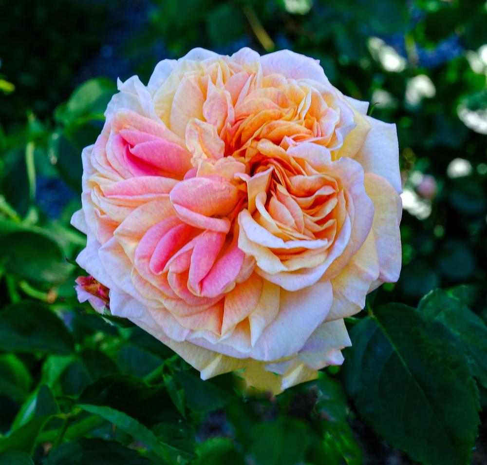 Photo of Rose (Rosa 'Alchymist') uploaded by AnnKNCalif