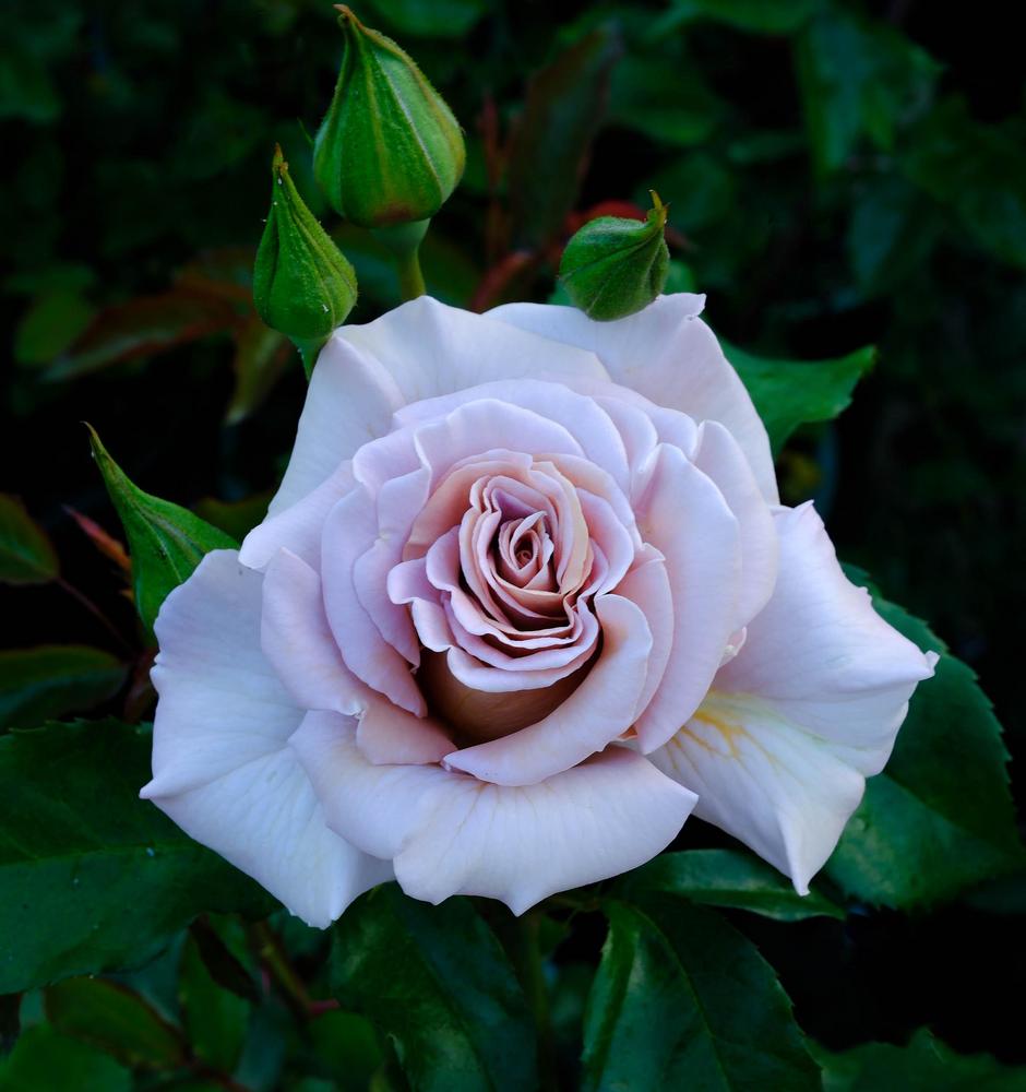 Photo of Rose (Rosa 'Stephen Rulo') uploaded by AnnKNCalif